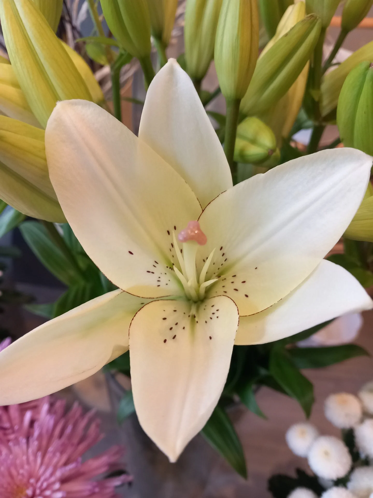 Pink and White Fresh Flower Corsage — Eden Flowers & Crafts